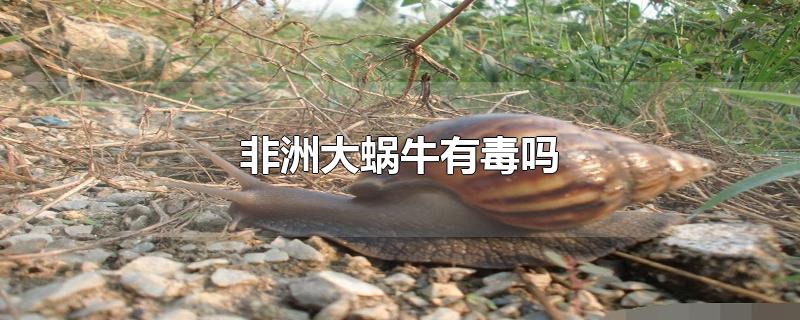 蜗牛有毒吗 