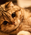 小猫喜欢摇尾巴代表什么意思