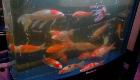 锦鲤抖鳍蹭缸底咋回事3