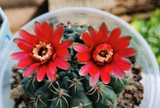 绯花玉烂根了还能补救吗1