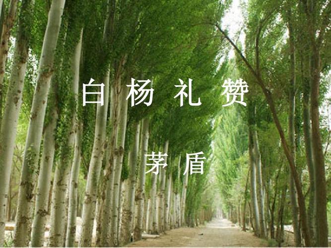 白杨礼赞原文，小学语文白杨课文原文 