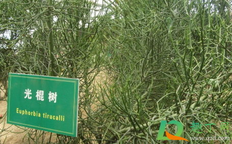光棍树如何长出分支1